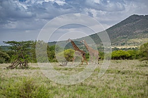 Couple of giraffes walking aligned