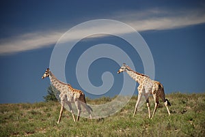 A couple of giraffes walking in the bush, Kgalagadi Transfrontier Park, Northern Cape, South Africa