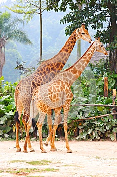 A couple of giraffes at the zoo