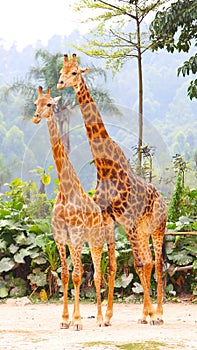 A couple of giraffes in the zoo