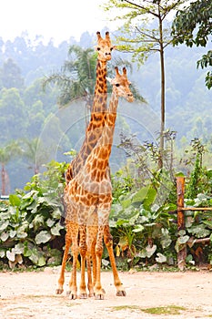 A couple of giraffes in the zoo