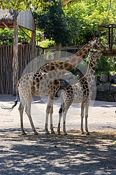 Couple of giraffes in the zoo eating grass