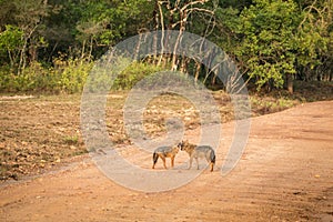 Couple of golden Jackal, Canis aureus on the road in Yala National Park, Sri Lanka, Asia. Beautiful wildlife scene from nature