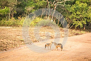 Couple of golden Jackal, Canis aureus on the road in Yala National Park, Sri Lanka, Asia. Beautiful wildlife scene from nature