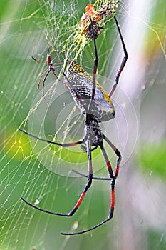 Couple of golden orb-weavers spiders