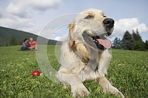 Couple With Golden Retriever On Grass