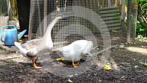 Couple of gooses in rural life