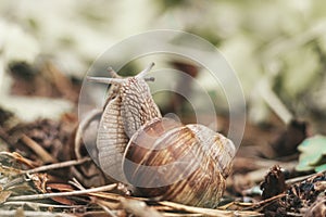 Couple of grape snails on blurred background in summer forest