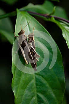 A couple of Grasshopper on foliage embraced like lovers. Wildlife animals.