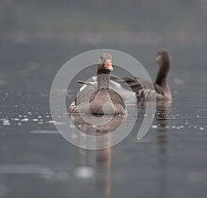 Couple of gray geese floating on a calm lake
