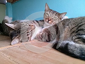 striped gray cats mammals felines couple photo