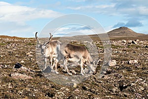 A couple of grazing caribous on the tundra of Svalbard