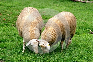 A couple of grazing sheep