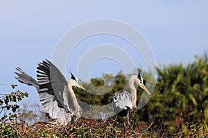 Couple of Great Blue Herons