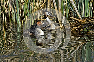 Couple of Great crested grebe