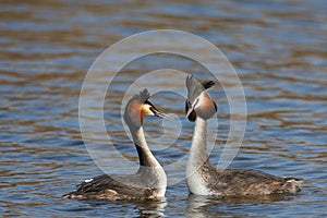 Couple Great Crested Grebe