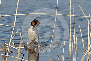 Couple great crested grebe Podiceps cristatus during copulation