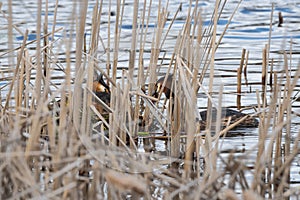The couple of great crested grebe sitting on eggs in the nest among dry reeds