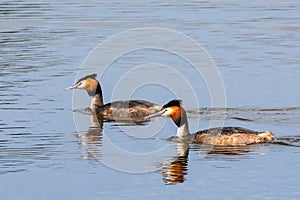 Couple of Great Crested Grebe swimming