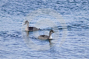 Couple of the great crested grebes