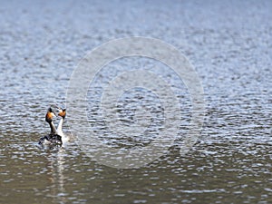 A couple of great grebes swim