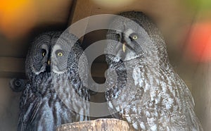 A couple of great grey owls sitting together