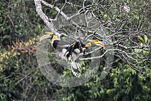 Couple of Great hornbill in nature in thewild