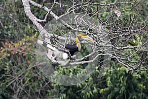 Couple of Great hornbill in nature in thewild