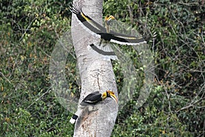 Couple of Great hornbill in nature in thewild