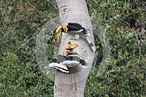 De El gran cálao en naturaleza en 