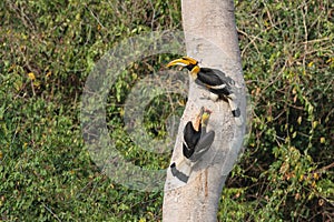 A couple of Great hornbills searching for their nest