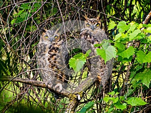 Couple of great horned owls perched on a tree branch with lush green foliage.
