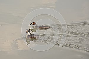 Couple of grebe`s swimming in the water