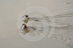 Couple of grebe`s swimming in the water