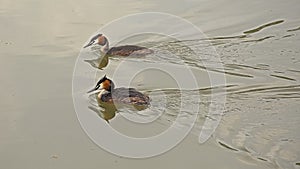 Couple of grebe`s swimming in the water