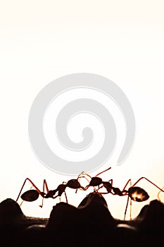 Couple Green Ants having a conversation in a vine, abstract transparent of shape of ants at dusk, blur sunset background