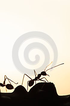 Couple Green Ants walking in a vine, abstract transparent of shape of ants at dusk, blur sunset background