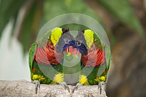 Couple of green eclectus parrots