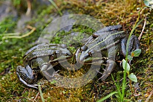 Couple of green frogs, Edible frog, Rana esculenta, by a small pond