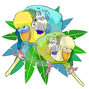 couple green girl and blue yellow-haired wavy parrot male. vector illustration