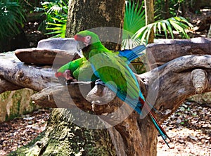 The couple of green parrots macaws in Xcaret park Mexico