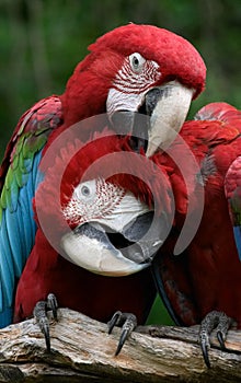 Couple (Green-winged macaws)