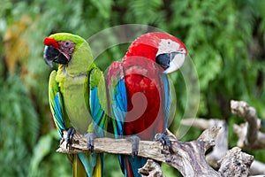 Couple of Green-Winged and Scarlet macaws in nature surrounding