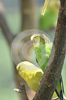 Couple of Green and Yellow Budgerigar Sitting in a Tree