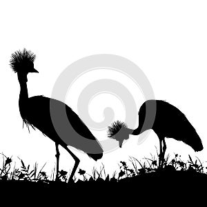 Couple Grey crowned crane, Black crowned crane stands on land with grass and flowers black silhouette isolated on white background