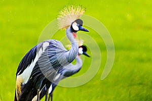 Couple of Grey Crowned Crane