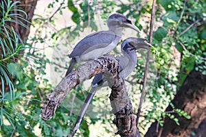 Couple of Grey Hornbills on branch