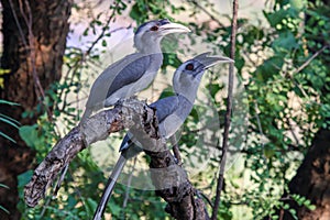 Couple of Grey Hornbills on branch