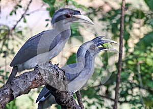 Couple of Grey Hornbills on branch photo