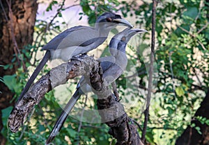 Couple of Grey Hornbills on branch photo